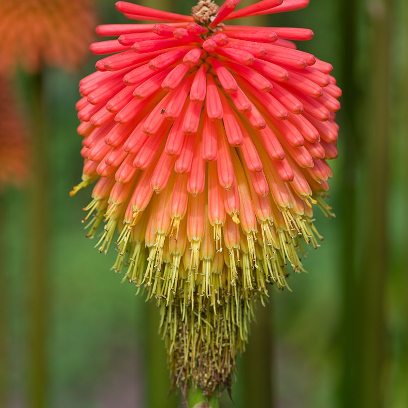 Kniphofia rooperi - Tritoma jaune-orangé doux (Flowering)
