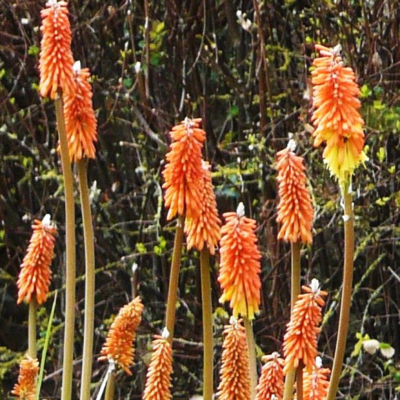 Kniphofia uvaria -Tritoma (Flowering)