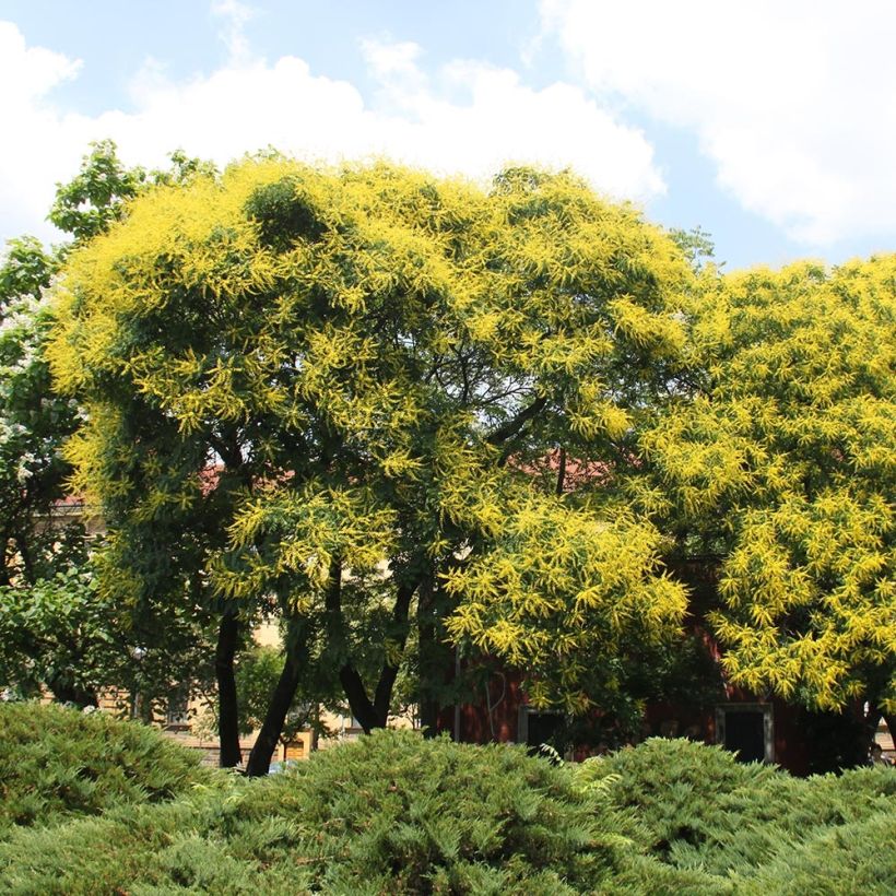 Koelreuteria paniculata - Savonnier de Chine (Plant habit)