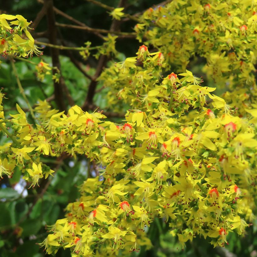 Koelreuteria paniculata - Savonnier de Chine (Flowering)
