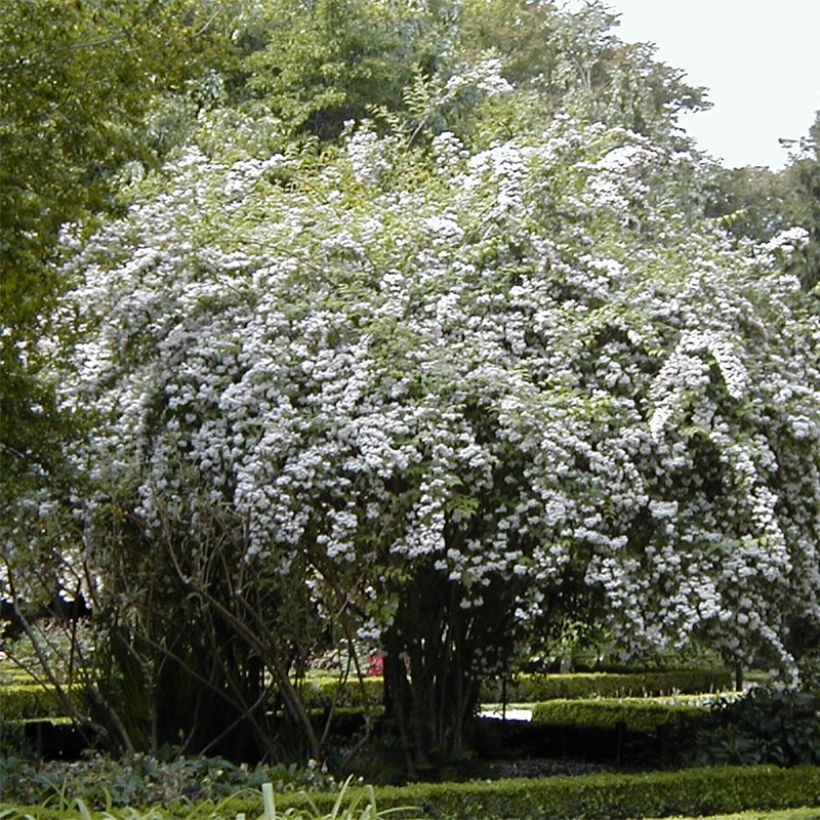 Kolkwitzia amabilis - Buisson de beauté (Plant habit)