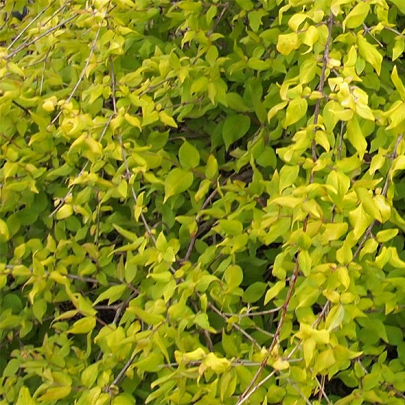 Kolkwitzia amabilis Maradco - Buisson de beauté (Foliage)