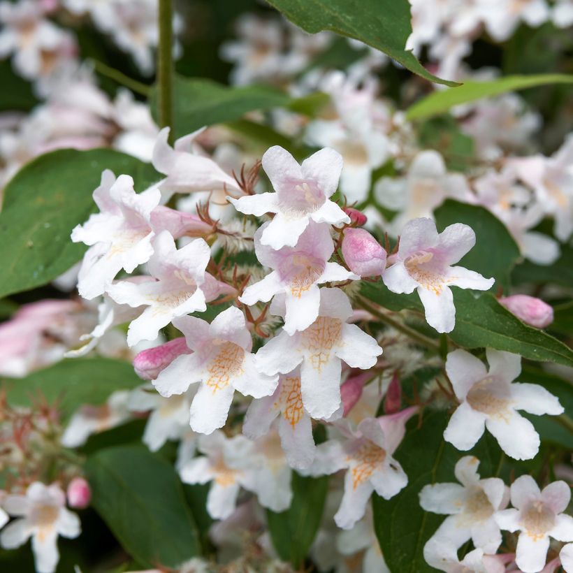 Kolkwitzia amabilis Pink Cloud - Buisson de beauté (Flowering)