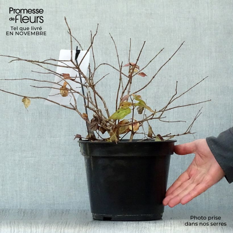 Example of Kolkwitzia amabilis Pink Cloud - Buisson de beauté Pot de 3L/4L as you get in automne
