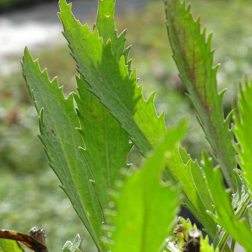 Leucanthemum Princesse d'Argent - Grande marguerite (Foliage)