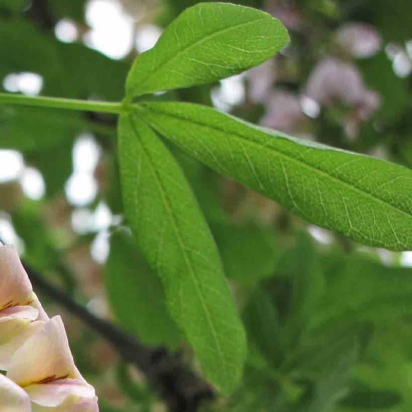 Laburnocytisus adamii - Cytise d'Adam (Foliage)