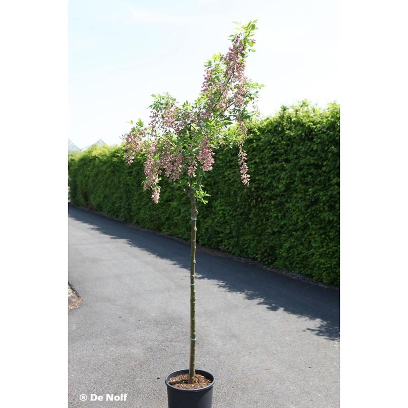Laburnocytisus adamii - Cytise d'Adam (Plant habit)