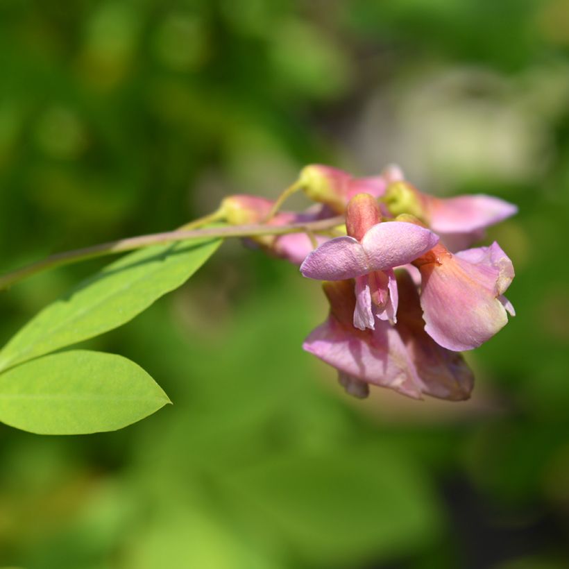 Laburnocytisus adamii - Cytise d'Adam (Flowering)