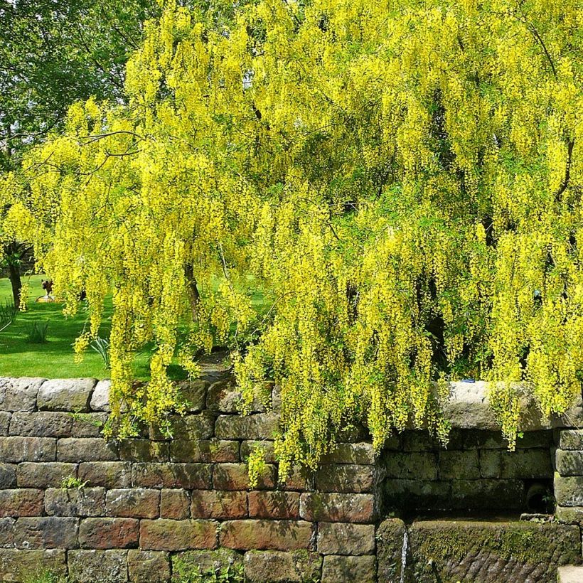 Laburnum alpinum Pendulum - Cytise des Alpes (Plant habit)