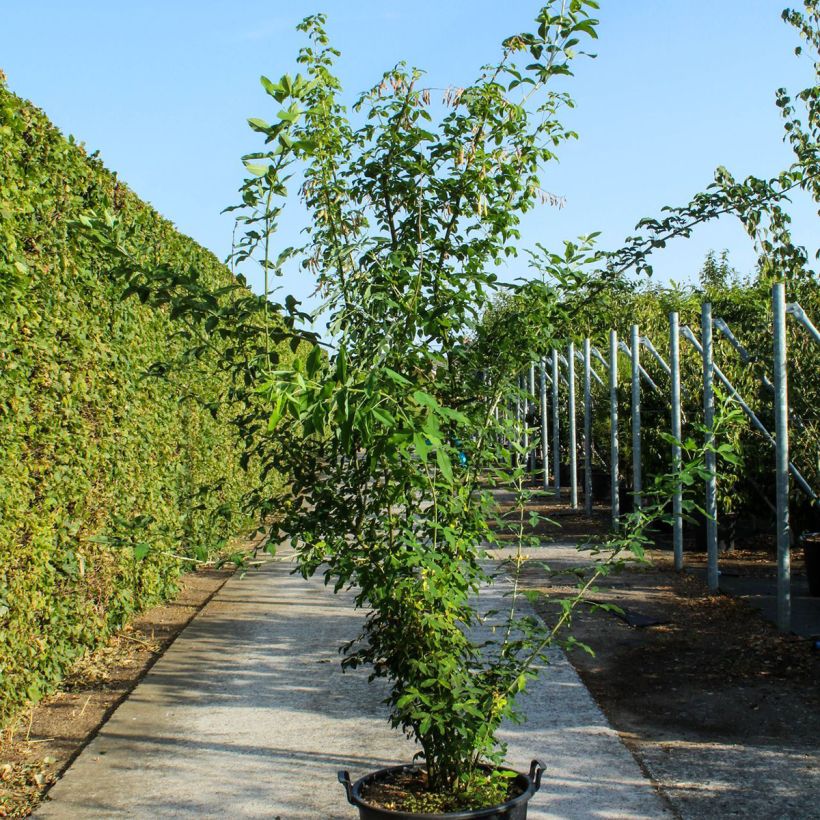 Example of Laburnum anagyroides - Cytise à grappe Pot de 70L/75L, Cépée as you get in printemps