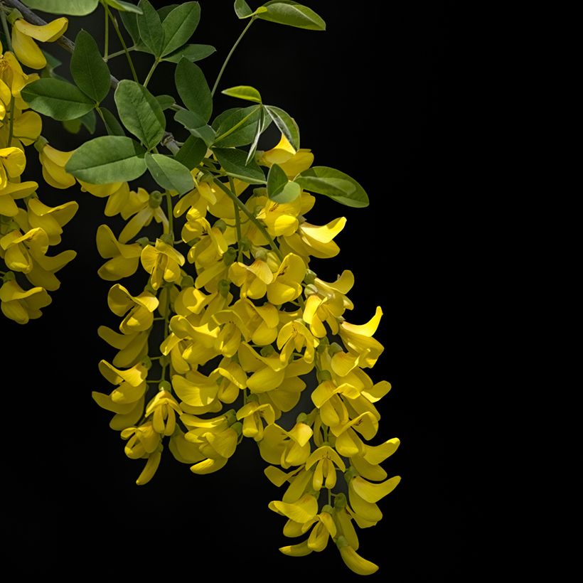 Laburnum anagyroides Yellow Rocket - Cytise à grappe (Flowering)