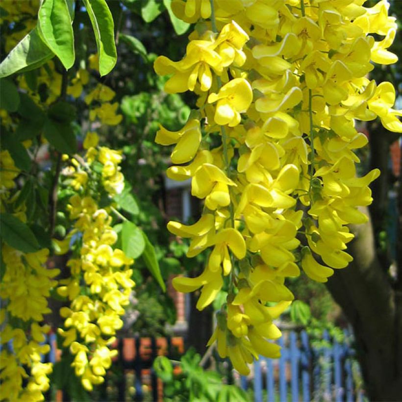 Laburnum watereri Vossii - Cytise pluie d'or (Flowering)