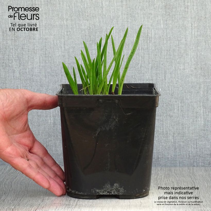 Example of Lachenalia African Beauty Namakwa - Coucou du Cap Pot de 2L/3L as you get in automne