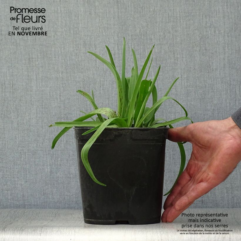 Example of Lachenalia Rupert - Coucou du Cap Pot de 3L/4L as you get in automne