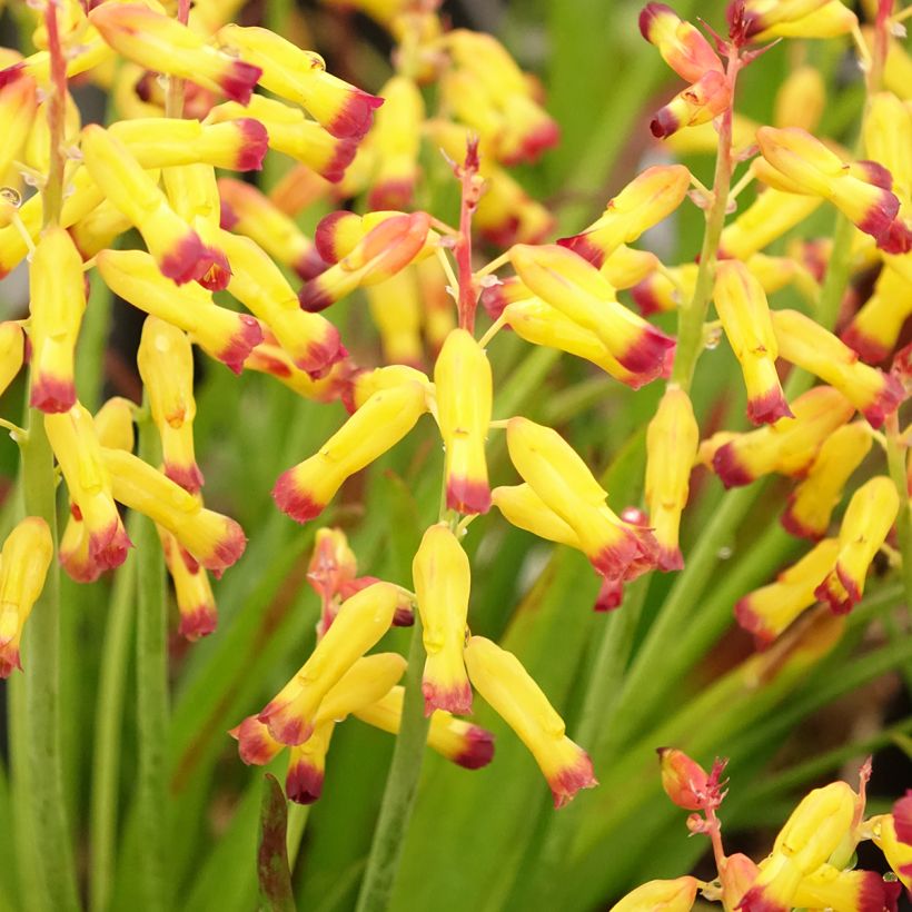 Lachenalia African Beauty Namakwa - Coucou du Cap (Flowering)
