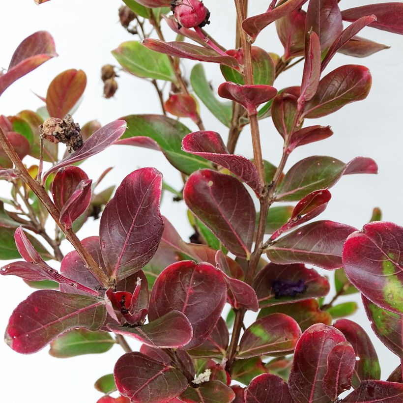 Lagerstroemia Braise d'Eté - Lilas des Indes (Foliage)