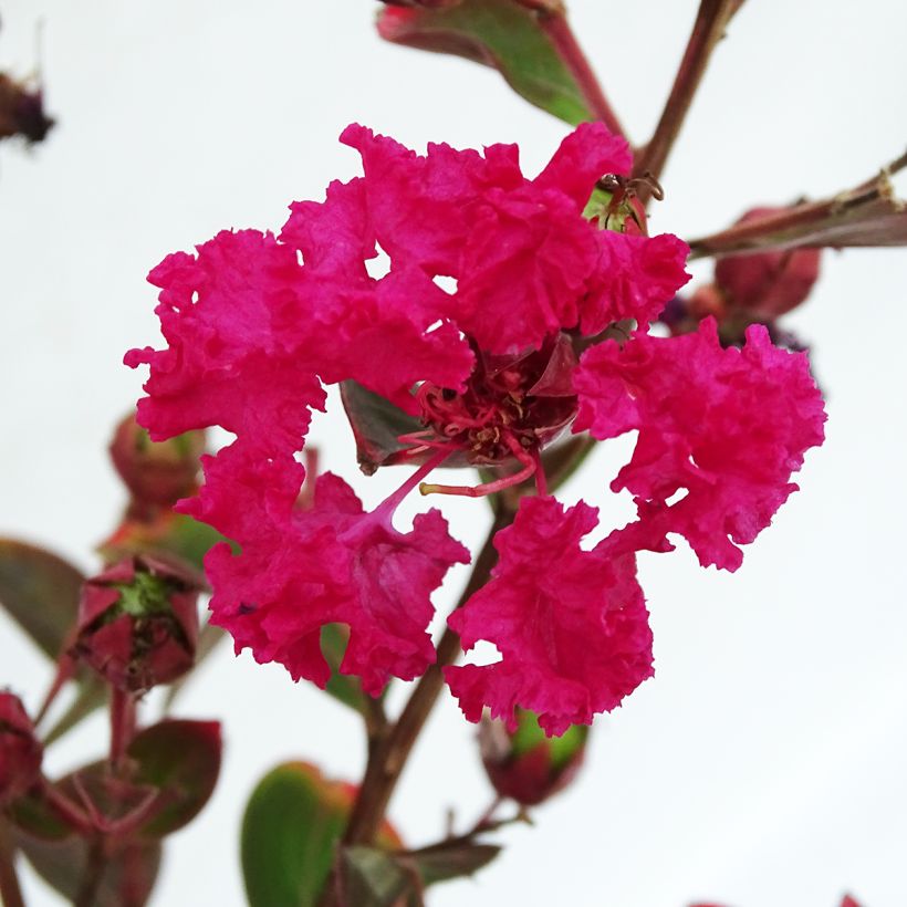 Lagerstroemia Braise d'Eté - Lilas des Indes (Flowering)