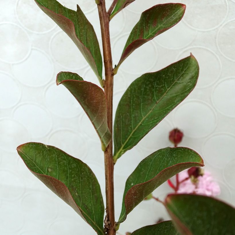 Lagerstroemia Neige d'Eté - Lilas des Indes (Foliage)