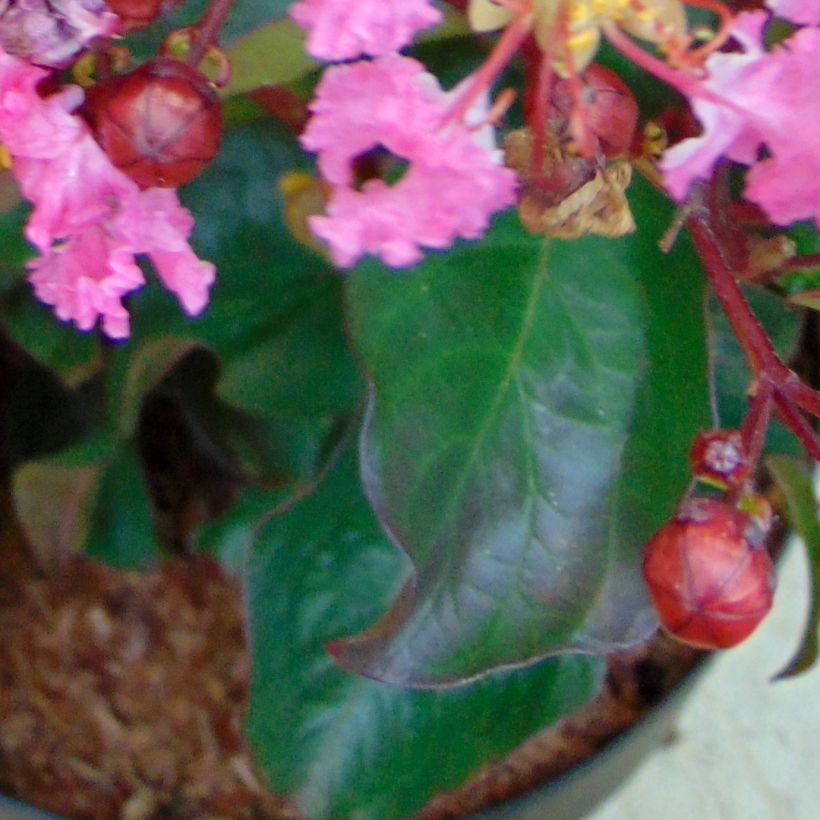 Lagerstroemia indica Rhapsody in PINK - Lilas des Indes (Foliage)