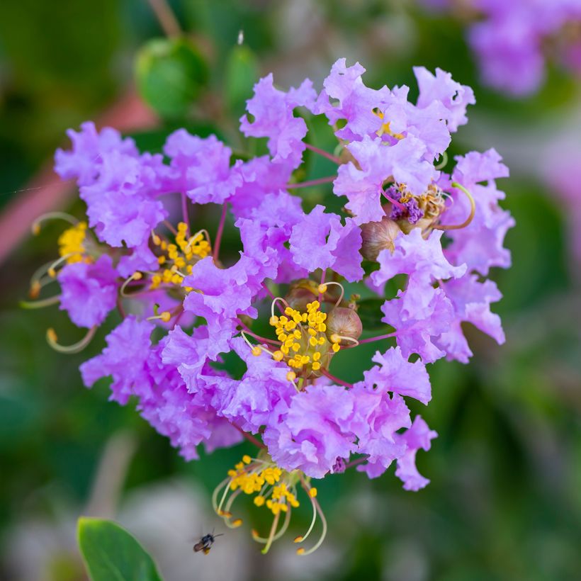 Lagerstroemia indica Cordon bleu - Lilas des Indes bleu lavande (Flowering)
