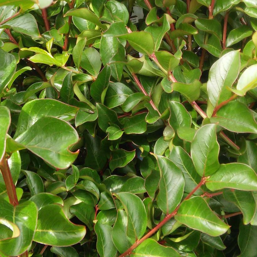 Lagerstroemia indica Grand Cru - Lilas des Indes (Foliage)