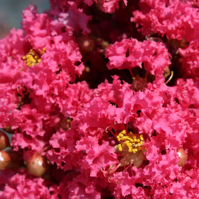 Lagerstroemia indica Grand Cru - Lilas des Indes (Flowering)