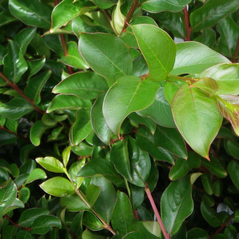 Lagerstroemia indica Jeanne Desmartis - Lilas des Indes (Foliage)