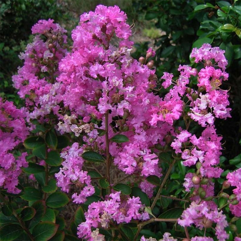Lagerstroemia indica Jeanne Desmartis - Lilas des Indes (Flowering)