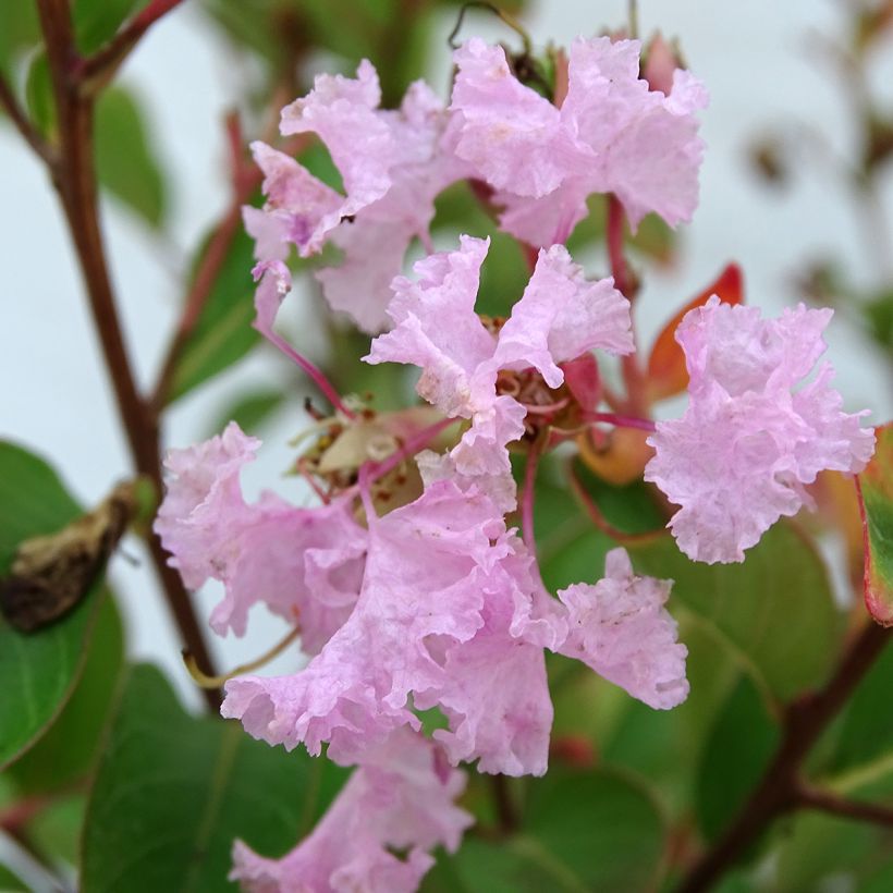 Lagerstroemia indica Pink Grand Sud - Lilas des Indes (Flowering)
