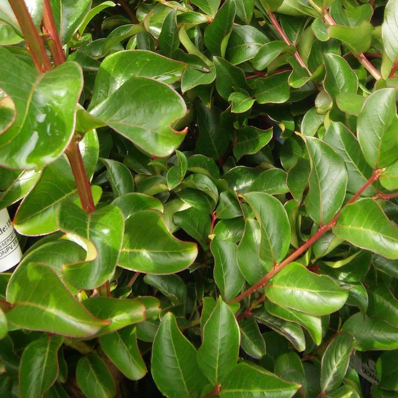 Lagerstroemia indica Saint Emilion - Lilas des Indes	 (Foliage)
