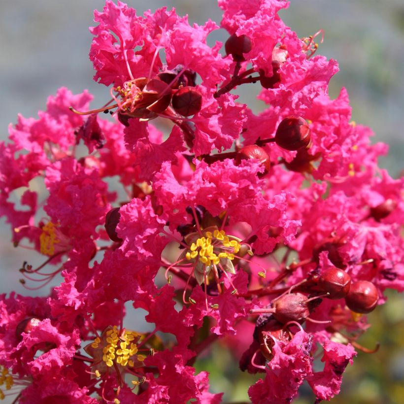Lagerstroemia indica Saint Emilion - Lilas des Indes	 (Flowering)