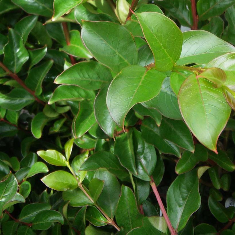 Lagerstroemia indica Souvenir d'André Desmartis - Lilas des Indes	 (Foliage)