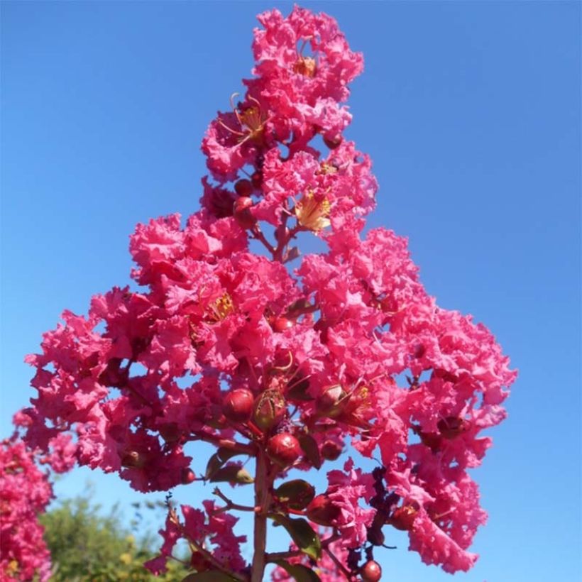Lagerstroemia indica Souvenir d'André Desmartis - Lilas des Indes	 (Flowering)