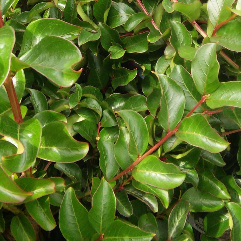 Lagerstroemia indica Souvenir d'Hubert Puard - Lilas des Indes	 (Foliage)