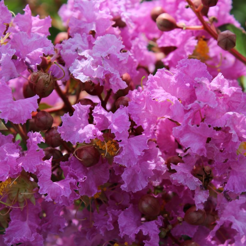 Lagerstroemia indica Souvenir d'Hubert Puard - Lilas des Indes	 (Flowering)