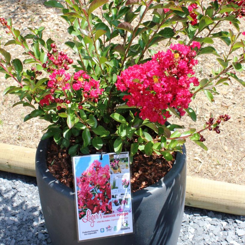 Lagerstroemia indica Terrasse Rouge - Lilas des Indes (Plant habit)