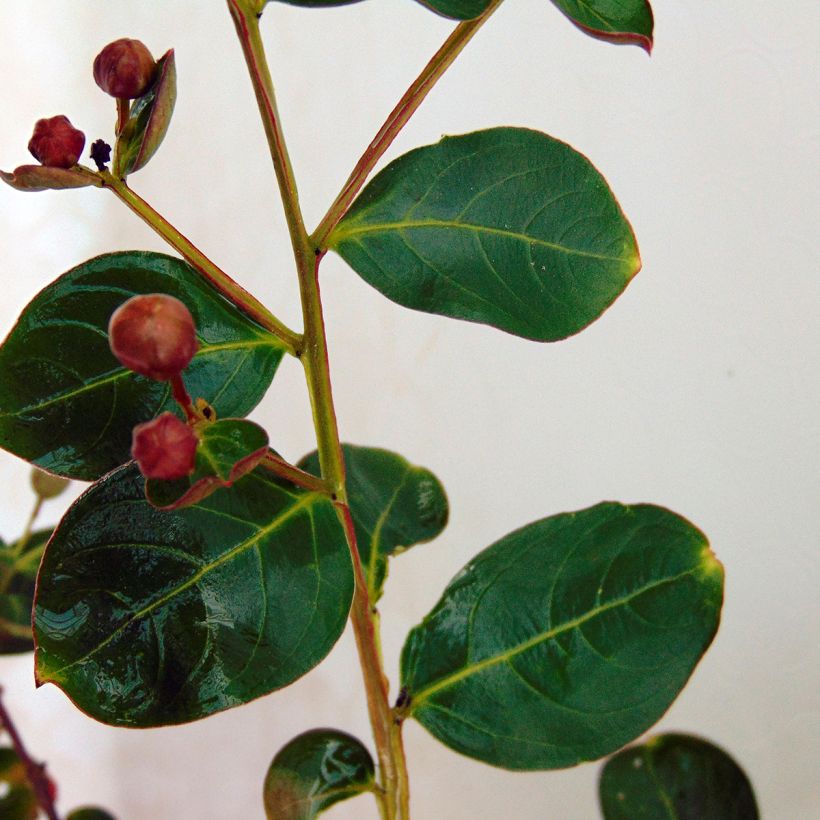 Lagerstroemia indica Violacea - Lilas des Indes (Foliage)