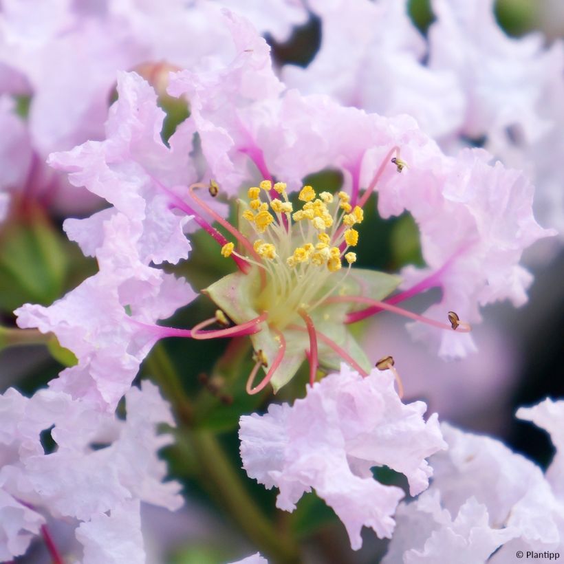 Lilas des Indes 'With Love Babe' (Flowering)