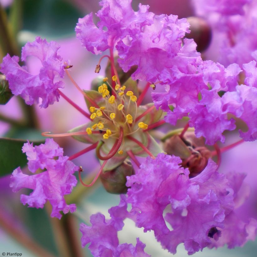 Lagerstroemia indica With Love Eternal - Lilas des Indes (Flowering)