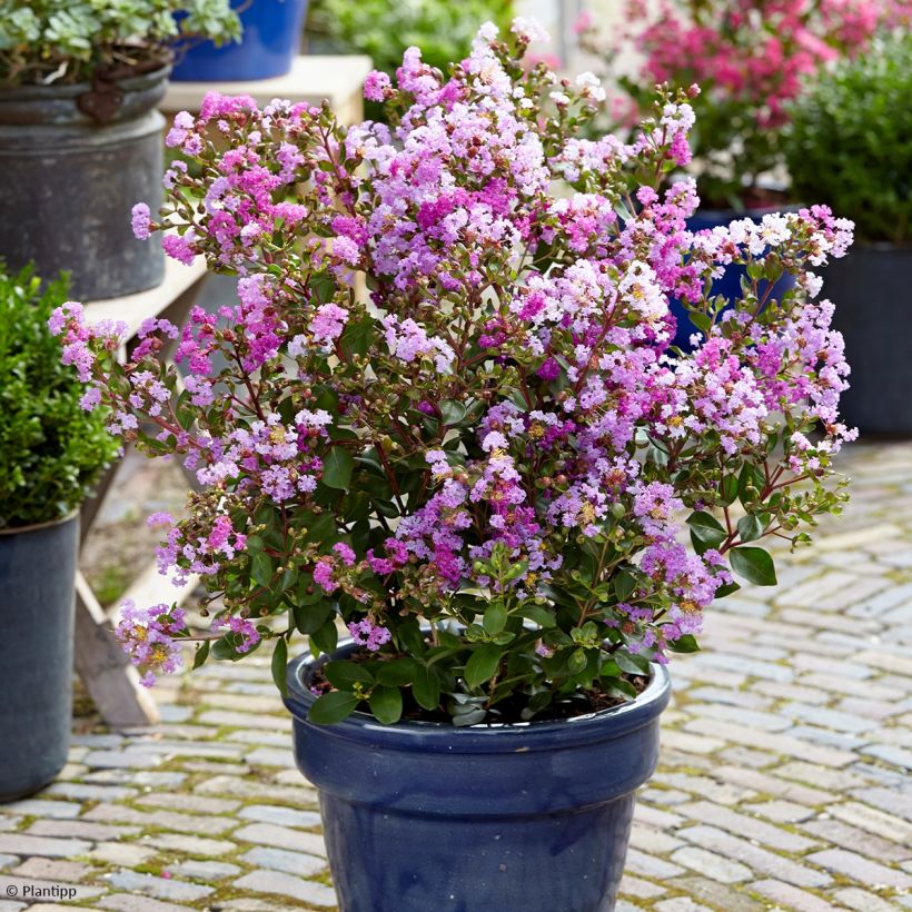 Lagerstroemia indica With Love Eternal - Lilas des Indes (Plant habit)