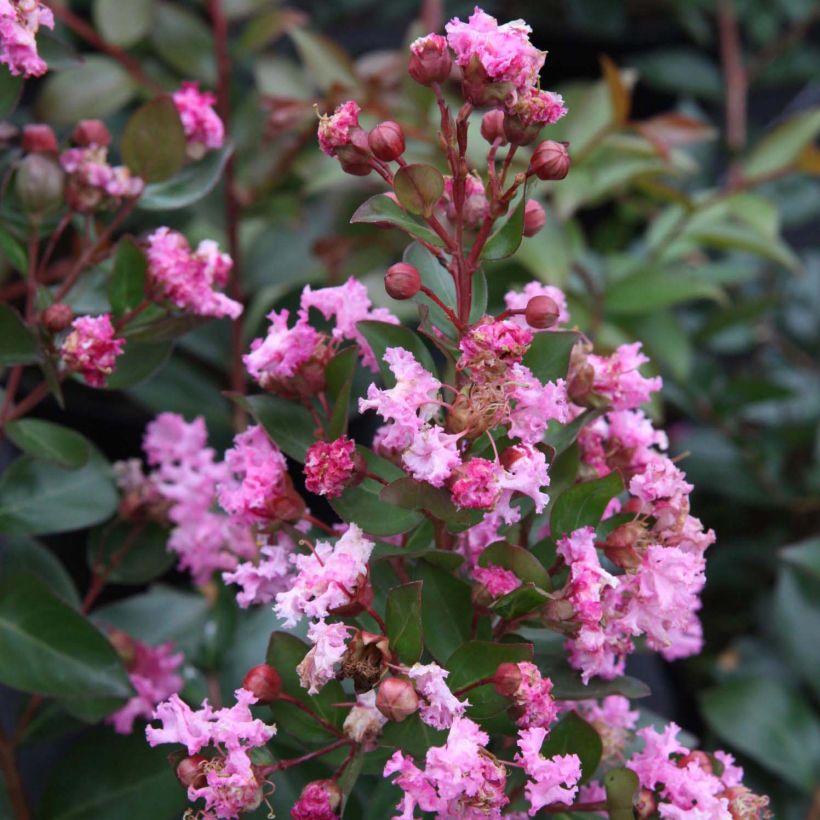 Lagerstroemia Mardi Gras - Lilas des Indes (Flowering)