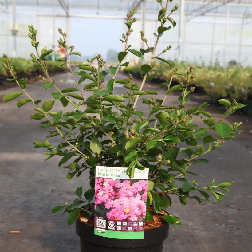 Lagerstroemia Mardi Gras - Lilas des Indes (Plant habit)
