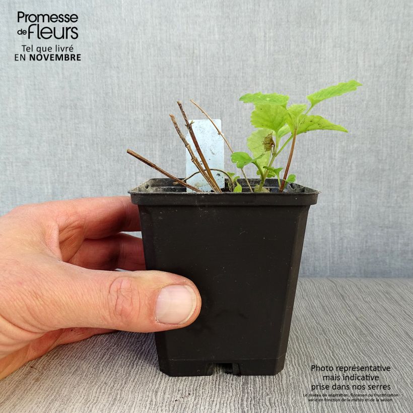 Example of Lamiastrum galeobdolon Florentinum - Lamier doré Godet de 8/9 cm as you get in automne