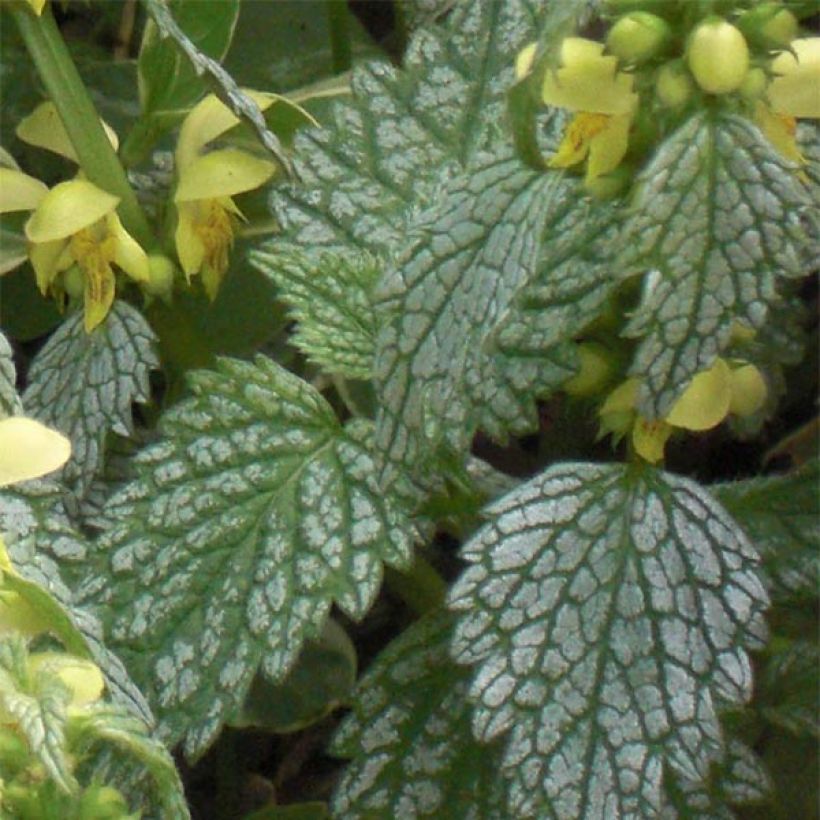 Lamiastrum ou Lamium galeobdolon Hermann's Pride - Lamier doré (Foliage)