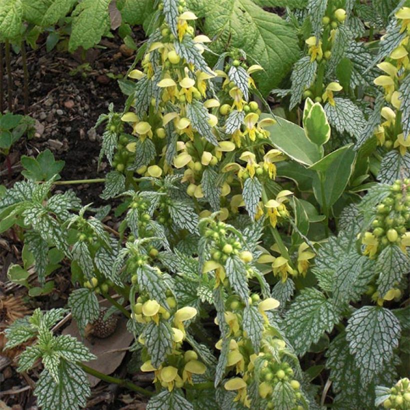 Lamiastrum ou Lamium galeobdolon Hermann's Pride - Lamier doré (Flowering)