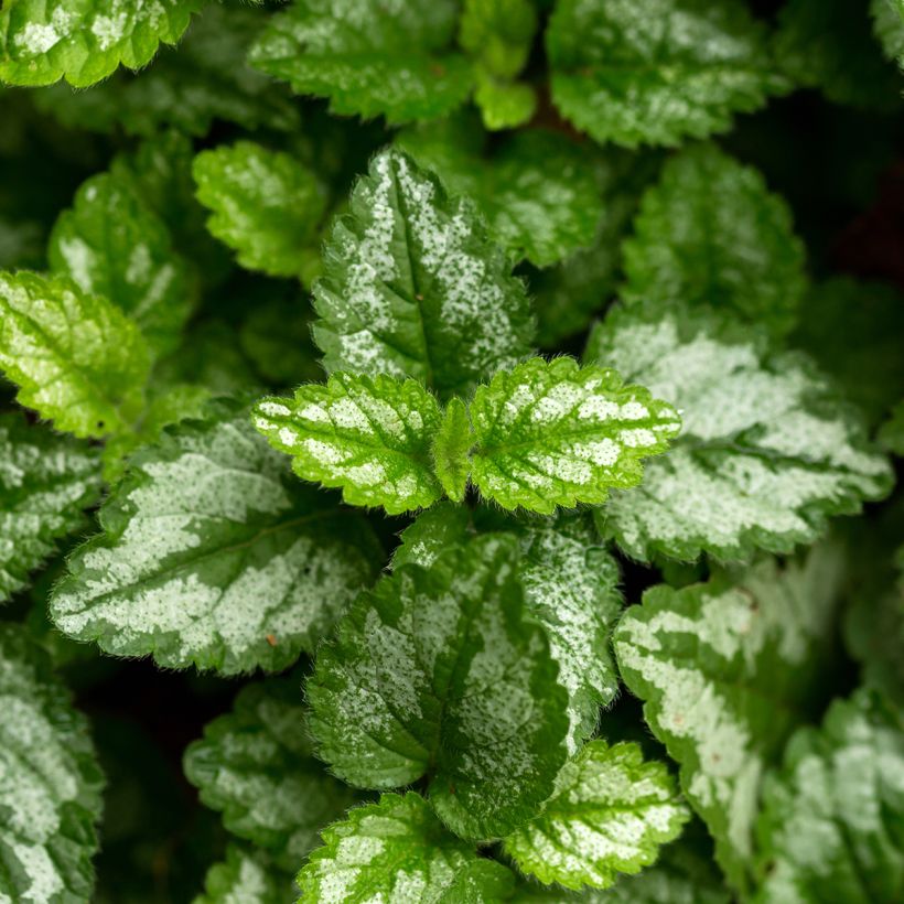 Lamiastrum ou Lamium galeobdolon - Ortie jaune (Foliage)