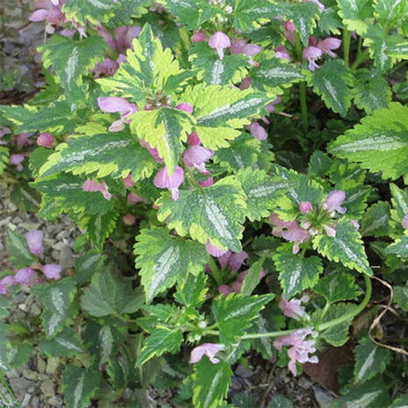 Lamium maculatum Anne Greenaway - Lamier panaché (Foliage)