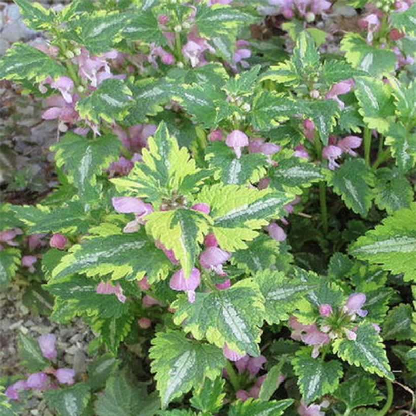 Lamium maculatum Anne Greenaway - Lamier panaché (Flowering)
