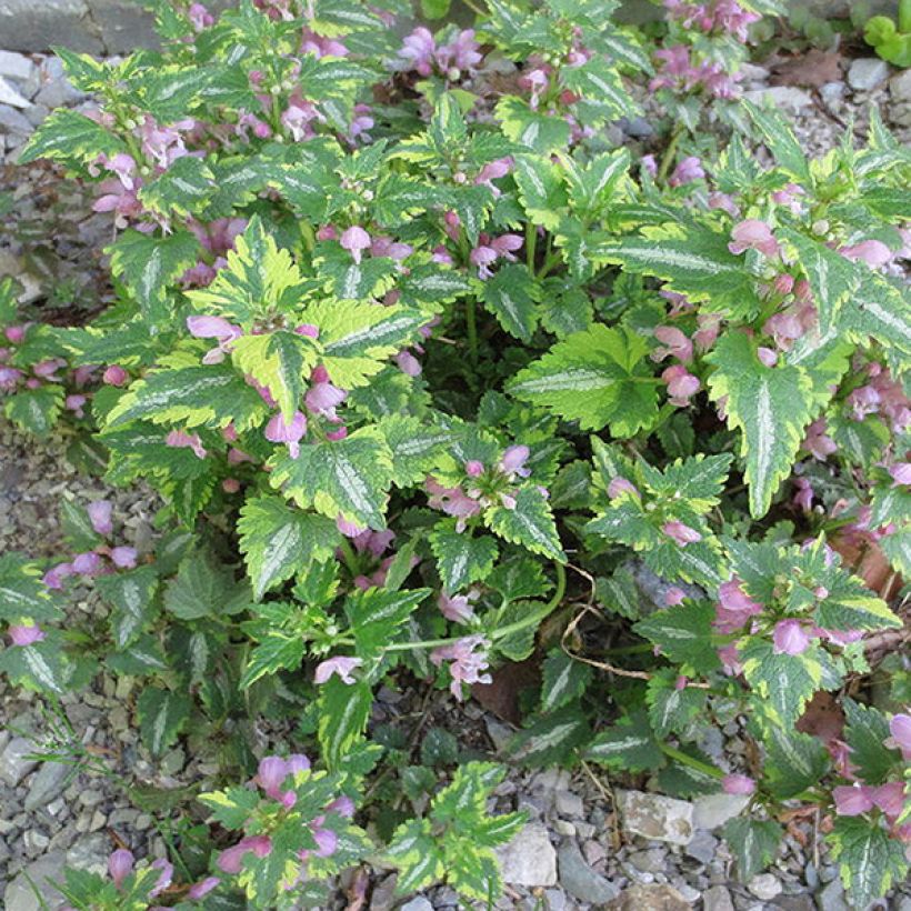 Lamium maculatum Anne Greenaway - Lamier panaché (Plant habit)