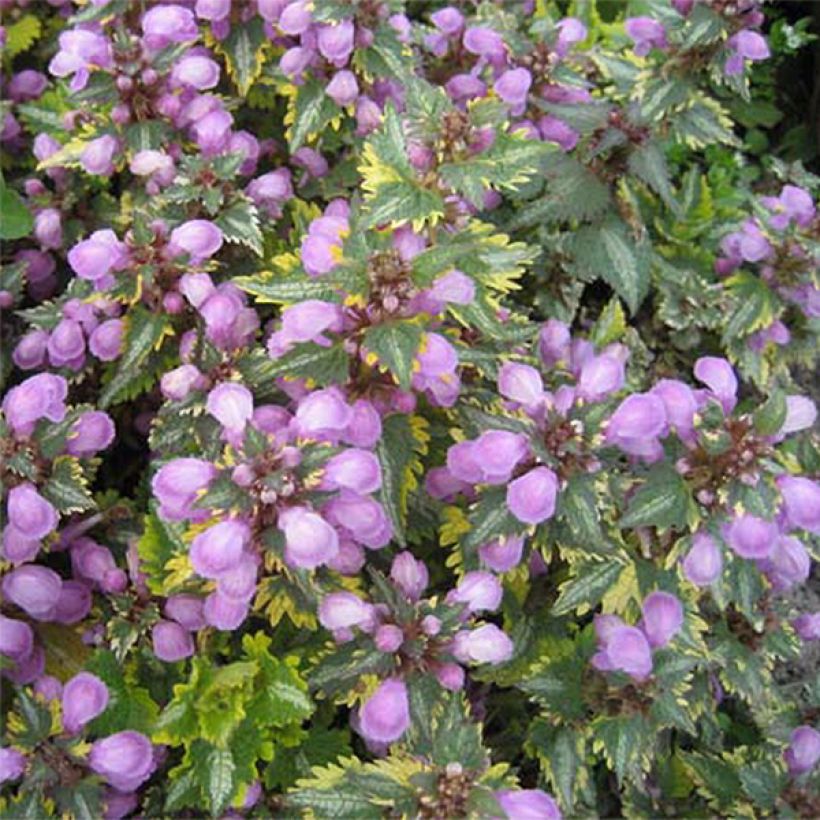 Lamium maculatum Golden Anniversary - Lamier panaché (Flowering)